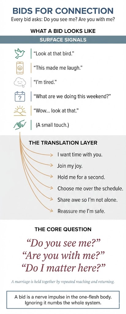 Bids for Connection: Every bid asks: Do you see me? Are you with me? Surface signals ("Look at that bird," "This made me laugh," "I'm tired," "What are we doing this weekend?", "Wow, look at that," a small touch) translate to "I want time with you," "Join my joy," "Hold me for a second," "Choose me over the schedule," "Share awe so I'm not alone," "Reassure me I'm safe." The core question: "Do you see me? Are you with me? Do I matter here?" A marriage is held together by repeated reaching and returning. A bid is a nerve impulse in the one-flesh body. Ignoring it numbs the whole system.